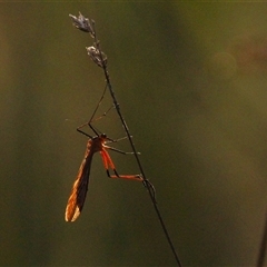 Harpobittacus australis (Hangingfly) at Throsby, ACT - 2 Dec 2024 by TCosta