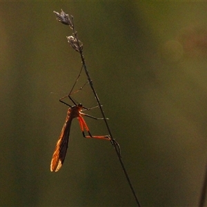 Harpobittacus australis at Throsby, ACT - 2 Dec 2024 06:13 PM