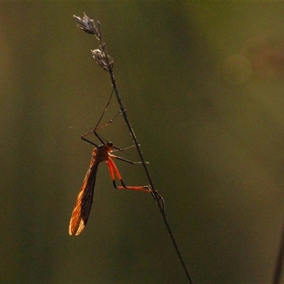 Unidentified Other insect at Throsby, ACT - 2 Dec 2024 by P52H