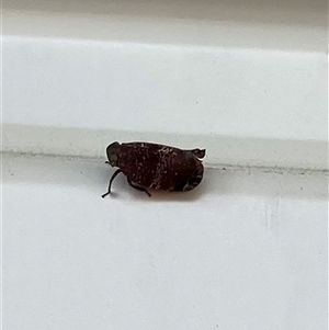 Unidentified True bug (Hemiptera, Heteroptera) at Lyons, ACT by ran452