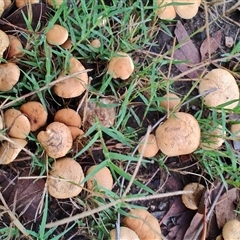 Unidentified Cap on a stem; gills below cap [mushrooms or mushroom-like] at Surf Beach, NSW - 6 Dec 2024 by LyndalT