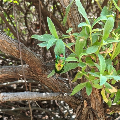 Lamprima aurata at Griffith, ACT - 6 Dec 2024 by arcencielbleu