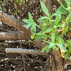 Lamprima aurata at Griffith, ACT - suppressed