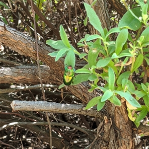 Lamprima aurata at Griffith, ACT - suppressed