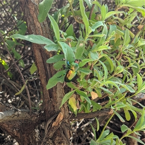 Lamprima aurata at Griffith, ACT - suppressed