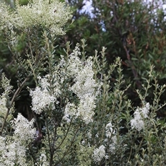 Bursaria spinosa (Native Blackthorn, Sweet Bursaria) at Lyons, ACT - 7 Dec 2024 by ran452