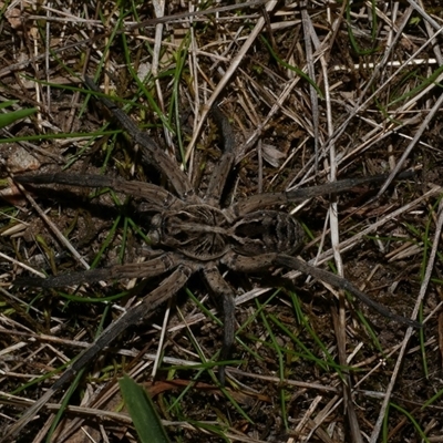 Tasmanicosa sp. (genus) (Unidentified Tasmanicosa wolf spider) at Freshwater Creek, VIC - 15 Apr 2020 by WendyEM