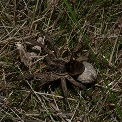 Tasmanicosa sp. (genus) (Unidentified Tasmanicosa wolf spider) at Freshwater Creek, VIC - 15 Apr 2020 by WendyEM