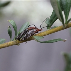 Syllitus microps (Longicorn or Longhorn beetle) at Lyons, ACT - 6 Dec 2024 by ran452