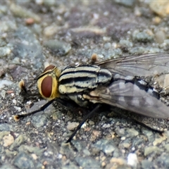 Sarcophaga sp. (genus) (Flesh fly) at Dunlop, ACT - 7 Dec 2024 by Thurstan