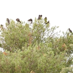 Zanda funerea (Yellow-tailed Black-Cockatoo) at Freshwater Creek, VIC - 15 Apr 2020 by WendyEM