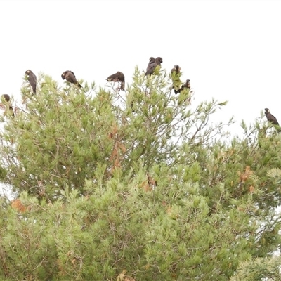 Zanda funerea (Yellow-tailed Black-Cockatoo) at Freshwater Creek, VIC - 16 Apr 2020 by WendyEM