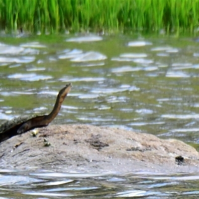 Chelodina longicollis (Eastern Long-necked Turtle) at Dunlop, ACT - 7 Dec 2024 by Thurstan