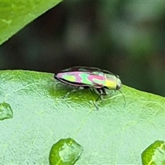 Melobasis purpurascens (A jewel beetle) at Bungendore, NSW - 7 Dec 2024 by clarehoneydove