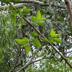 Trema tomentosa var. aspera (Native Peach) at Kangaroo Valley, NSW - 7 Dec 2024 by lbradley