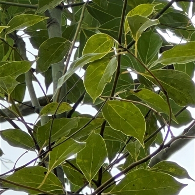 Cinnamomum camphora (Camphor Laurel) at Kangaroo Valley, NSW - 7 Dec 2024 by lbradley