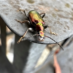 Unidentified Beetle (Coleoptera) at Aranda, ACT - 7 Dec 2024 by Jubeyjubes