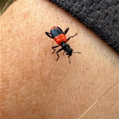 Unidentified Beetle (Coleoptera) at Aranda, ACT - 7 Dec 2024 by Jubeyjubes