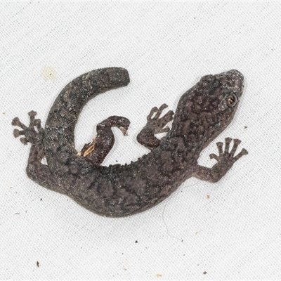 Christinus marmoratus (Southern Marbled Gecko) at Hawker, ACT - 7 Dec 2024 by AlisonMilton