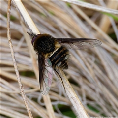 Unidentified Bee fly (Bombyliidae) at Cotter River, ACT - 5 Dec 2024 by DPRees125