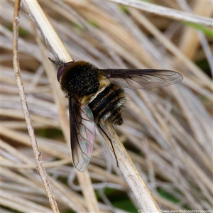 Unidentified Bee fly (Bombyliidae) at Cotter River, ACT by DPRees125