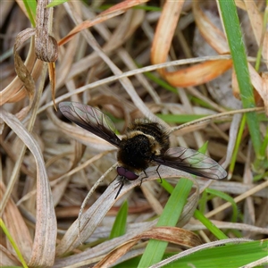 Staurostichus dulcis at Cotter River, ACT - 5 Dec 2024 01:31 PM