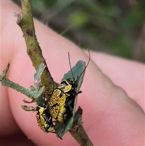 Aporocera (Aporocera) erosa at Bungendore, NSW - suppressed