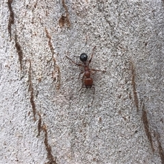 Podomyrma gratiosa (Muscleman tree ant) at Carwoola, NSW - 7 Dec 2024 by AmyT