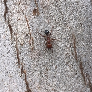 Podomyrma gratiosa (Muscleman tree ant) at Carwoola, NSW by AmyT