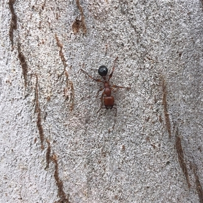 Podomyrma gratiosa (Muscleman tree ant) at Carwoola, NSW - 7 Dec 2024 by AmyT