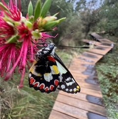 Delias aganippe (Spotted Jezebel) at Murrumbateman, NSW - 7 Dec 2024 by SimoneC