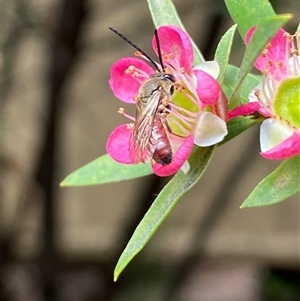 Lasioglossum (Parasphecodes) sp. (genus & subgenus) at Jerrabomberra, NSW - suppressed