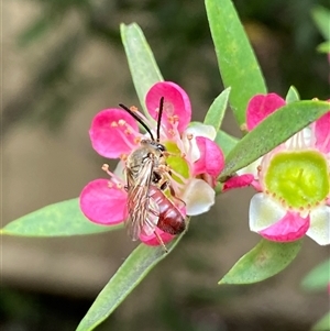 Lasioglossum (Parasphecodes) sp. (genus & subgenus) at Jerrabomberra, NSW - suppressed