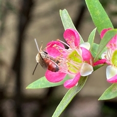 Lasioglossum (Parasphecodes) sp. (genus & subgenus) at Jerrabomberra, NSW - suppressed