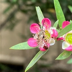 Lasioglossum (Parasphecodes) sp. (genus & subgenus) at Jerrabomberra, NSW - suppressed