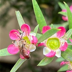 Lasioglossum (Parasphecodes) sp. (genus & subgenus) at Jerrabomberra, NSW - suppressed