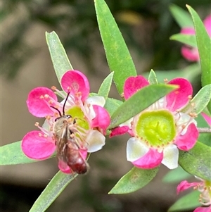 Lasioglossum (Parasphecodes) sp. (genus & subgenus) at Jerrabomberra, NSW - suppressed