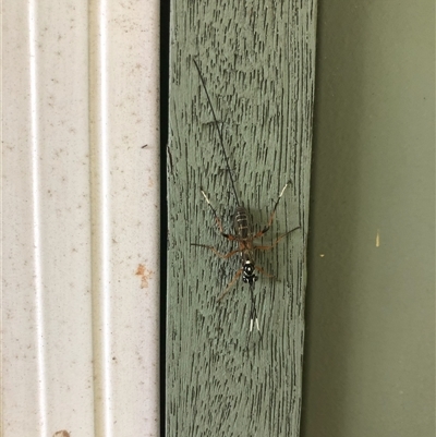 Stenarella victoriae (An ichneumon parasitic wasp) at Carwoola, NSW - 6 Dec 2024 by AmyT