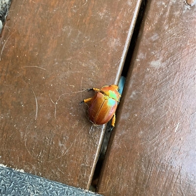 Anoplognathus sp. (genus) (Unidentified Christmas beetle) at Tathra, NSW - 5 Dec 2024 by Suzhop