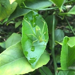 Caedicia simplex (Common Garden Katydid) at Carwoola, NSW - 7 Dec 2024 by AmyT