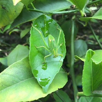 Unidentified Insect at Carwoola, NSW - 7 Dec 2024 by AmyT