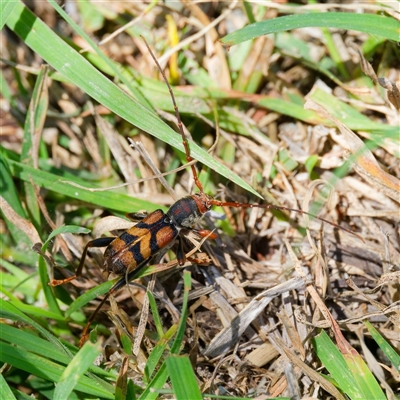 Aridaeus thoracicus (Tiger Longicorn Beetle) at Greenway, ACT - 5 Dec 2024 by DPRees125