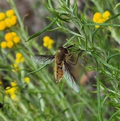 Trichophthalma sp. (genus) (Tangle-vein fly) at Bungendore, NSW - 7 Dec 2024 by clarehoneydove