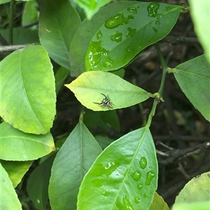 Opisthoncus sp. (genus) at Carwoola, NSW - suppressed