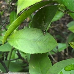 Opisthoncus sp. (genus) at Carwoola, NSW - suppressed