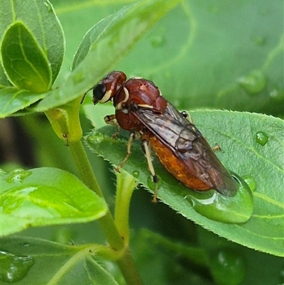 Pergagrapta spinolae (A sawfly) at Bungendore, NSW - 7 Dec 2024 by clarehoneydove