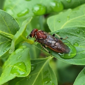 Pergagrapta spinolae at Bungendore, NSW - suppressed