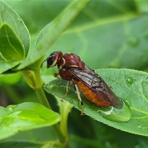 Pergagrapta spinolae at Bungendore, NSW - suppressed