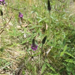 Cullen microcephalum at Rendezvous Creek, ACT - 5 Dec 2024