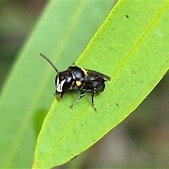 Hylaeus (Hylaeorhiza) nubilosus (A yellow-spotted masked bee) at Bungendore, NSW - 6 Dec 2024 by clarehoneydove